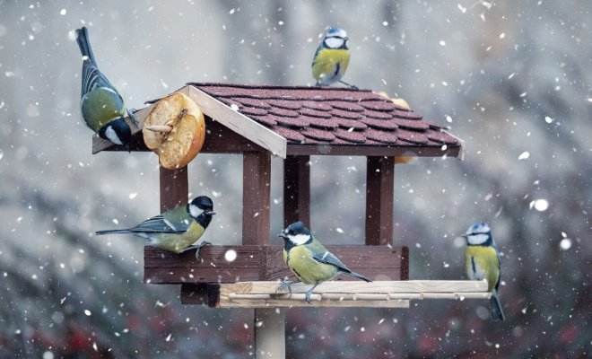 Если начали кормить птиц зимой, делайте это до последнего снега — орнитологи